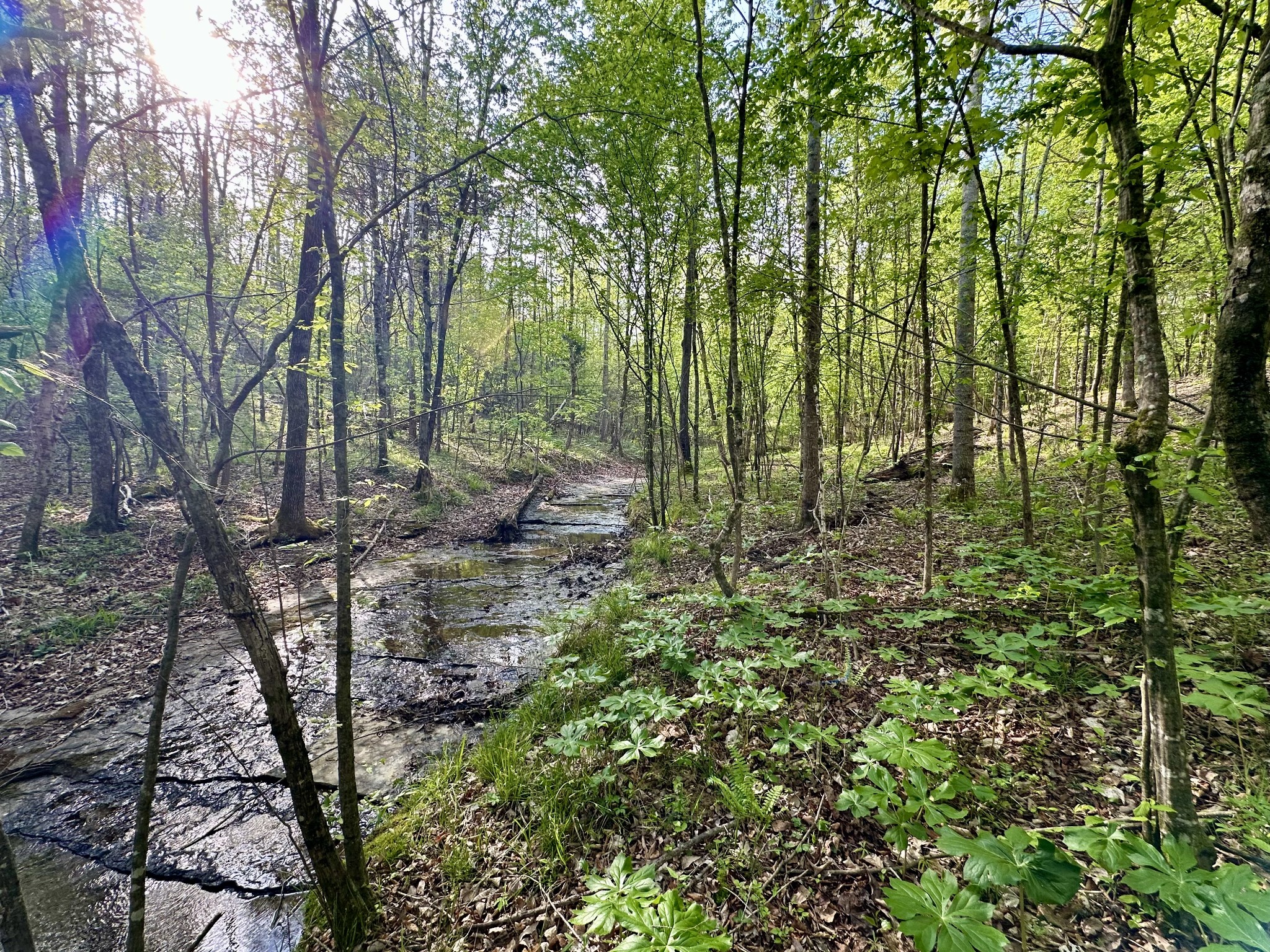 828 McCord Hollow Rd
